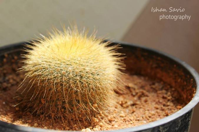 14680789_678826485609852_2006409163172270231_n