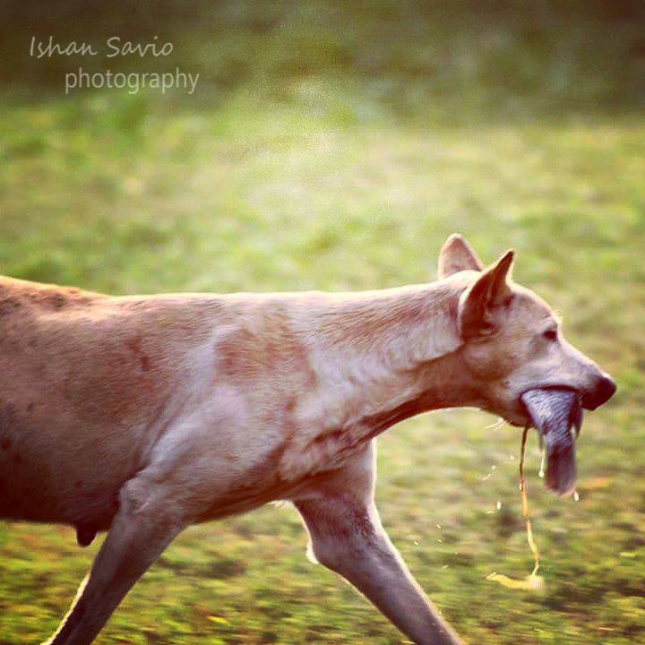 14720581_678826552276512_7479610685861219873_n