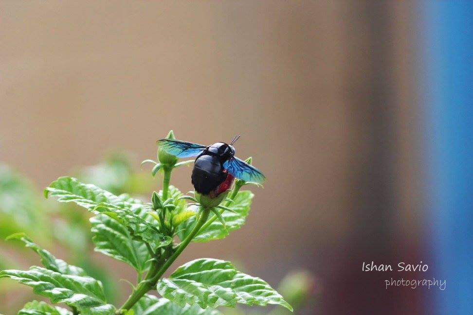 14753222_678826522276515_1454782621615970558_o