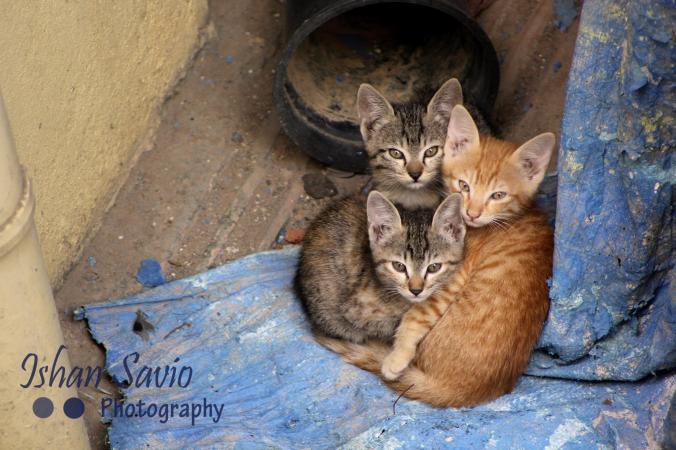 14853082_678828018943032_5698504749539162873_o