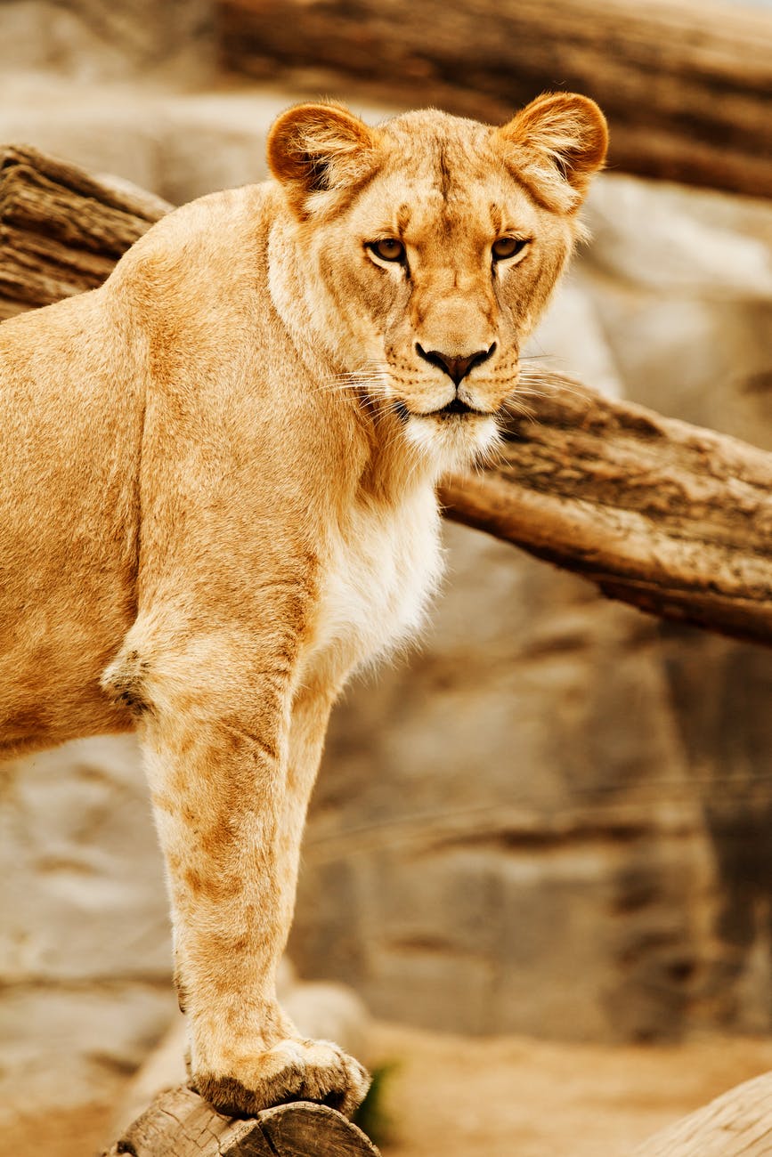 lioness beside on brown wood