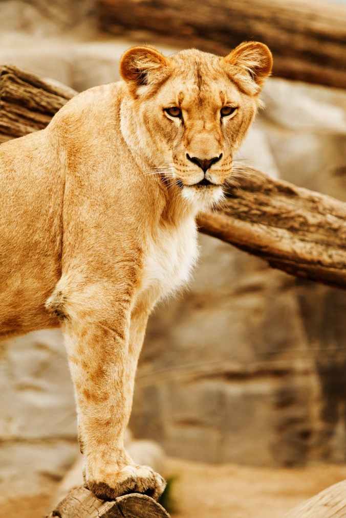 lioness beside on brown wood